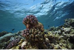 Photo Reference of Umbria Wingate Reef - Sudan